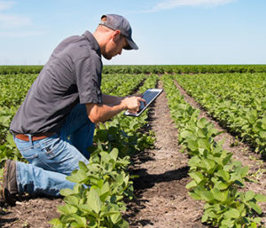 agronomist checking soil